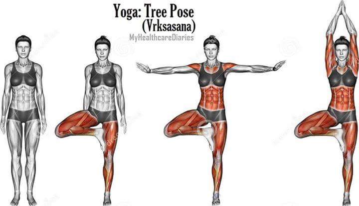Yoga Anatomy